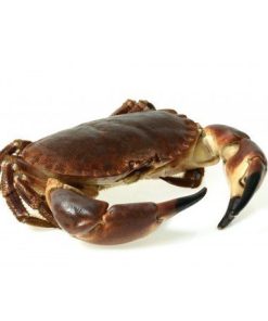 CRABE FRAIS [x3]