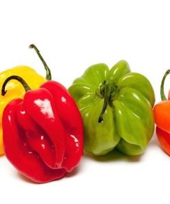 PIMENT FRAIS [100G]