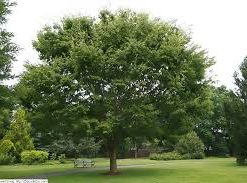 ZELKOVA serrata (Orme de Sibérie)